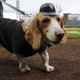Photo: Charles Arbogast/AP